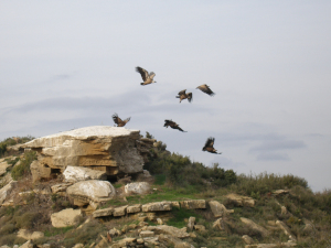 Colonia de aves, buitres y águilas Colonia de aves, buitres y águilas